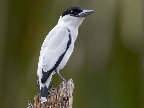 Black-crowned Tityra Tityra inquisitor
