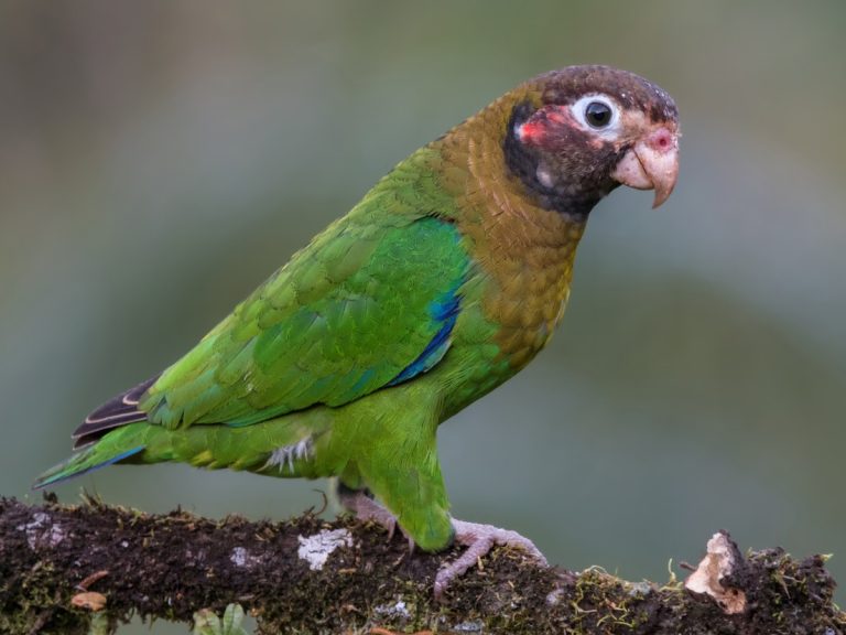 Brown-hooded Parrot Pyrilia haematotis
