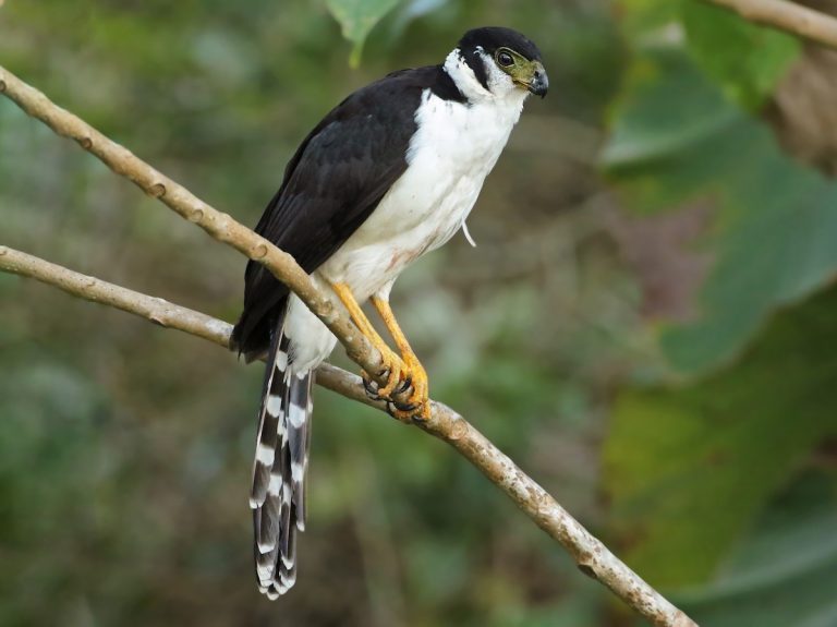Collared Forest-Falcon Micrastur semitorquatus