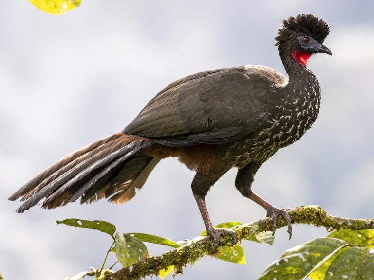 Crested Guan Penelope purpurascens