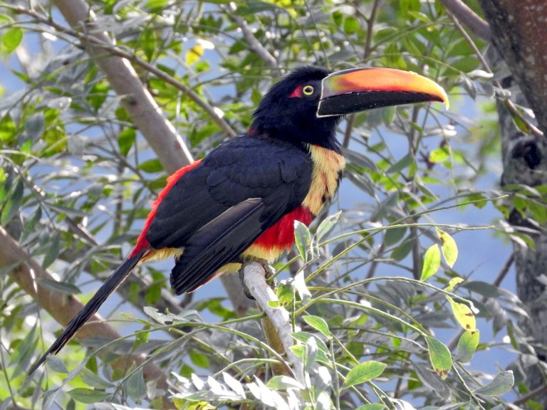 Fiery-billed Aracari Pteroglossus frantzii