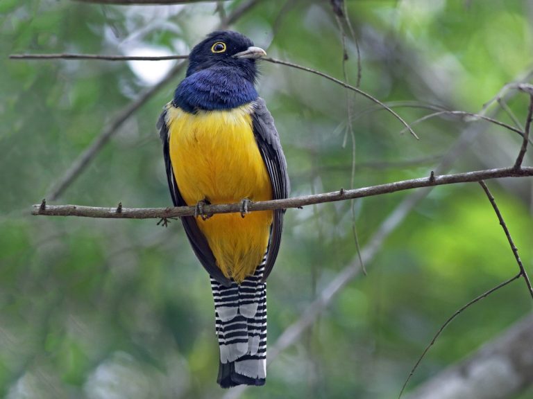 Gartered Trogon Trogon caligatus