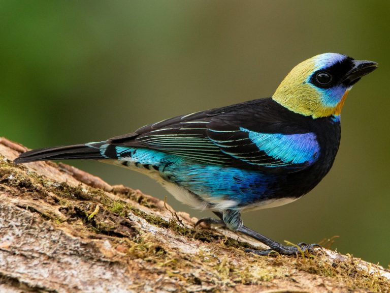 Golden-hooded Tanager Stilpnia larvata