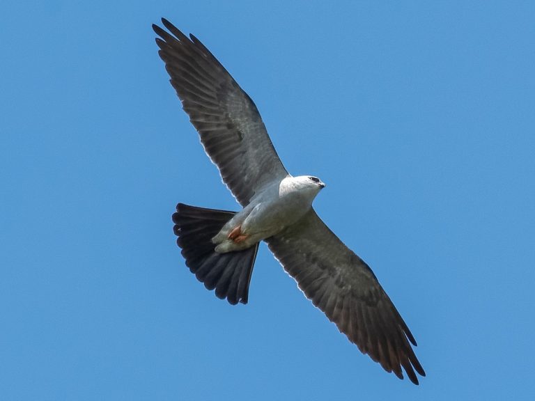Mississippi Kite Ictinia mississippiensis