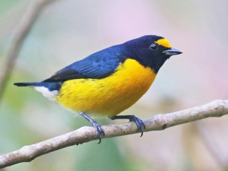 White-vented Euphonia Euphonia minuta